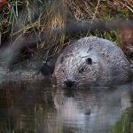 Czechia’s €1m dam built for free by beavers: Here’s where else they’re doing good work