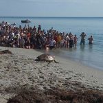 WATCH: ‘Pennywise’ the sea turtle released back into Atlantic