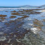 Invasion of Asian seaweed in Cádiz: An environmental catastrophe on the beaches of southern Spain