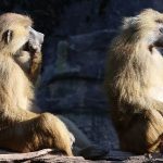 Backlash in Germany as Nürnberg Zoo kills 12 healthy baboons citing lack of space