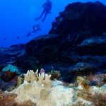 Marine heatwaves may have driven the world’s oceans to a critical tipping point, scientists warn