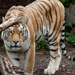 Danish zoo asks people to donate small animals to feed its predators