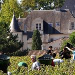 France’s vineyards begin 2025 harvest early after hot temperatures