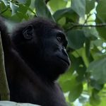 Young gorilla Zeytin prepares to go home after rescue in Istanbul