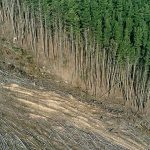 Deforestation linked to thousands of heat-related deaths each year, study warns