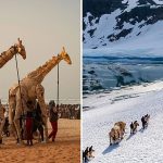 The Herds: Life-sized animal puppets complete epic 20,000km climate crisis journey