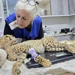 Cheetah cubs destined for the illegal trade in exotic wildlife rescued in Somaliland