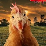 Celebrating the 80-year legacy of Mike, ‘The Headless Wonder Chicken’