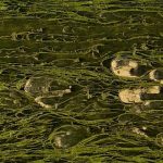 Algae grown on dairy effluent cuts mineral fertiliser use by 25%, scientists say