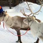 First snowfall brings excitement to Santa Claus Village in Lapland