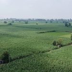 EU seeks to exploit nature-based products for competitiveness push, green groups say