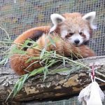 Red panda cubs see snow for the first time at a US zoo