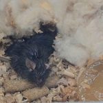 Four mice brought back to Earth from China’s space station