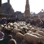Sheep herds move through German cities for winter pastures