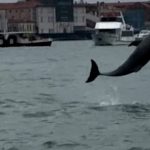 Dolphin Mimmo thrills Venice but faces danger in the lagoon