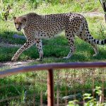 Rare African cheetah brothers arrive at UK’s Chester Zoo