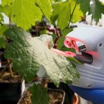 Growing Resilience: How French biotech helps crops save water worldwide