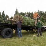 White House Christmas tree: Michigan fir wins national contest