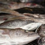 EU agrees on fishing quotas for 2026 after intense negotiations