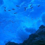 High seas hopes meet hard realities with 2026 set to become a pivotal year for world’s oceans