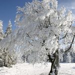 Is the winter of the century coming? Experts see chance of Arctic cold spells