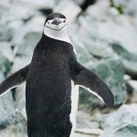 Four-second naps and snoozing in flight: Extreme sleep methods help these animals evade danger