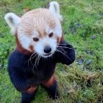 Berlin Zoo animals enjoy Christmas snacks and festive treats
