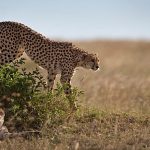 A sperm bank for cheetahs could one day save the world’s fastest land animal from extinction