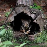 Utrecht lifts forest warning after DNA confirms wolf shot was menace known as ‘Bram’