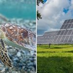 Cheap solar power and endangered animal comebacks: Positive environmental stories from 2025