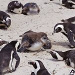 African penguins starved ‘en masse’ due to food shortages driven by climate shifts and overfishing