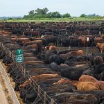 MEPs and EU states headed for clash over farmer safeguards in Mercosur deal