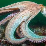 ‘Year of the octopus’: How climate change is pushing the sea’s smartest creature into new territory