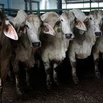 France struggles to contain cattle lumpy skin disease as farmers’ protests spread