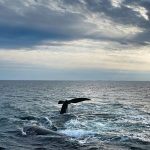‘Historic’ High Seas Treaty comes into force. But is it enough to save our oceans?
