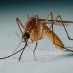 Brazilian mosquitoes grow increasing appetite for human blood as Atlantic forest shrinks