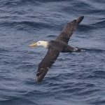 This critically endangered albatross just flew 4,800km from its home – and scientists are puzzled