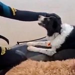 Cats and dogs rescued after floods in southern Spain