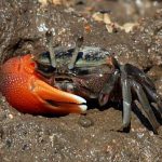 Tiny Fiddler crabs are hoovering up and breaking down microplastics, study finds