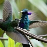 An ancient forest in Ecuador is the last stand for a tiny hummingbird facing extinction