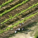 Can a ‘sustainable’ fungicide save France’s vineyards from climate-driven disease?