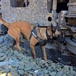 Spain train crash: Canine units deployed to gather evidence