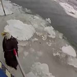 Police rescue injured bald eagle stranded on Hudson River ice