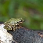 Croaking love songs: Is climate change making male frogs sound ‘sexier’?