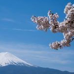 ‘Our quiet lives are threatened’: Mount Fuji cherry blossom festival axed over bad tourist behaviour