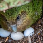 ‘It’s a real New Zealand duty to save these birds’: Berry harvest brings hope for beloved kakapo