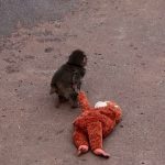 Fans flock to Japan zoo to see viral baby monkey Punch