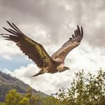 Return of Sardinia’s griffon vultures hailed as one of Italy’s greatest conservation success stories