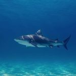 Sharks aren’t ‘turning on us’. So what’s behind the recent spate of attacks?