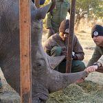 ‘Ridiculous’ plan developed at Florida zoo saves wild rhino’s eyesight in Africa
